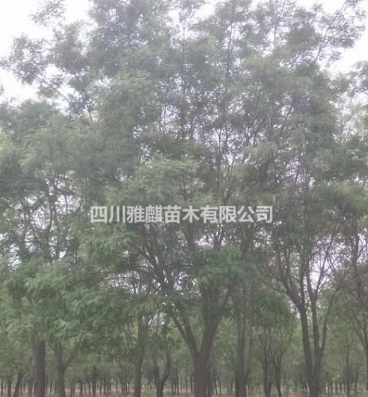 供應(yīng)國(guó)槐