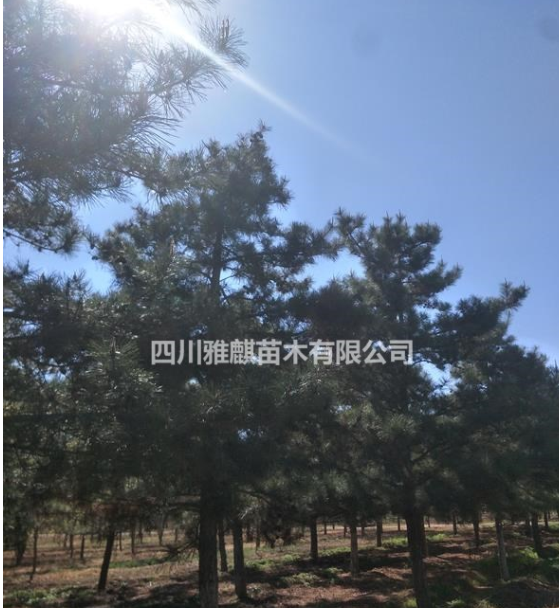 河北石家莊供應(yīng)油松