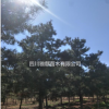 河北石家莊供應油松