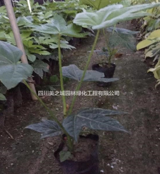 四川成都溫江低價(jià)出售八角金盤