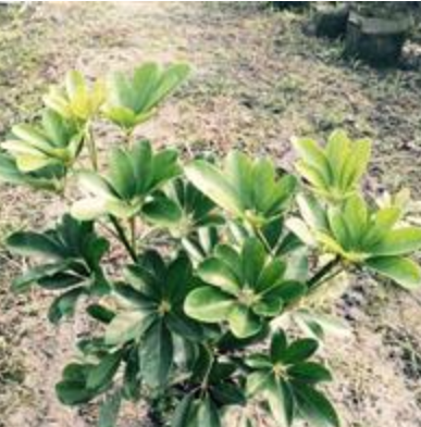 四川成都溫江低價(jià)出售鴨腳木