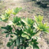 四川成都溫江低價(jià)出售鴨腳木