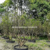 四川成都溫江低價(jià)出售香泡（小葉柚子樹）