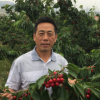 烏克蘭大櫻桃樹苗櫻桃苗車?yán)遄訕涿?果樹車?yán)遄?年苗當(dāng)年結(jié)果