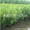 基地批發大葉黃楊苗 綠化工程苗優質大葉黃楊 品種齊全 量大優惠