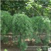 出售綠化苗木垂槐垂槐樹苗庭院觀賞綠化盆栽地栽垂槐行道工程綠化