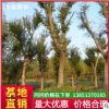 基地直銷樸樹小苗規格齊全 觀賞風景苗木樸樹樹苗批發 成活率高