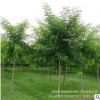 供應速生國槐樹苗 綠化園林苗 優質工程槐樹苗 國槐小苗
