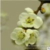 庭院觀花植物綠梅 工程園林綠化 梅花樹苗 綠梅小苗 規格全