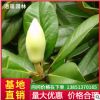 苗圃直銷白玉蘭樹苗玉蘭小苗