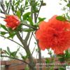 大量供應優質花石榴樹苗 花石榴小苗 庭院花園盆栽工程綠化