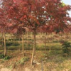 大小規(guī)格日本黃櫨基地