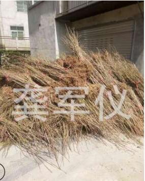 銀杏樹苗 白果樹