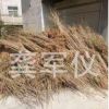 銀杏樹(shù)苗 白果樹(shù)