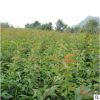 工程綠化喬木 耐旱晚櫻櫻花苗樹(shù)苗 日本櫻花小苗櫻花樹(shù)