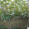 批發(fā)供應(yīng) 風(fēng)景樹(shù) 庭院櫻花苗 別墅觀賞植物櫻花苗