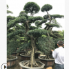 買榆樹樹樁 買造型榆樹找小黃物美價(jià)廉