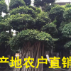 福建大型小葉榕盆景 小葉榕樁 造型小葉榕 大型小葉榕基地