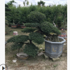 福建漳州 造型榆樹 榆樹樁景農(nóng)戶直接報(bào)價(jià)
