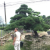 自家黑松 日本黑松 黑松盆景 造型黑松 精品黑松