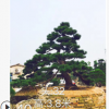 日本黑松 自家黑松場 黑松盆景 造型黑松 精品黑松