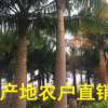 國王椰子產(chǎn)地直銷 農(nóng)戶直接報(bào)價(jià) 物美價(jià)廉 歡迎來電咨詢
