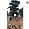 自家黑松 日本黑松 黑松盆景 造型黑松 精品黑松