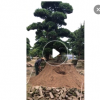 福建大型黑松場 日本黑松 黑松盆景 造型黑松 精品黑松