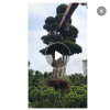 各種榕樹批發 盆景 樹樁 綠化規格樹 大型榕樹5cm-150cm