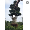 小葉榕盆景 小葉樁景 造型小葉榕 大型小葉榕 農戶基地直銷