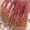 批發工程園林綠化苗 叢生紅瑞木樹苗 庭院綠植紅瑞木小苗