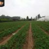 基地大量出售根系發達好成活的章姬奶油草莓苗 紅顏巧克力草莓苗