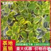 苗圃直銷金邊黃楊小苗四季常青綠化苗木金邊黃楊苗成活率高易栽培