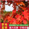 苗圃直銷美國紅楓樹苗批發紅楓小苗批發秋火焰成活高易栽培價格優
