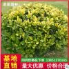 四季常青樹苗 綠化專用女貞 黃葉樹苗 規格全 金葉女貞小苗