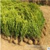 基地批發黃楊苗花卉 綠化園林黃楊小苗 小葉瓜子黃楊苗 綠籬灌木