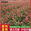 基地供應工程紅葉石楠球苗 四季常青行道園林紅葉石楠苗花卉綠植