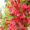 批發紅王子錦帶小苗 庭院園林綠化苗木 盆栽花卉綠植紅王子錦帶苗