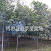 白蠟基地白蠟哪有