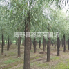 旱柳量大 旱柳大量出售