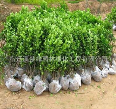法國冬青苗批發工程綠化苗木 高速行道風景樹冬青樹 庭院圍墻樹