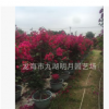 【綠化苗木】紅花三角梅 批發多種花色勒杜鵑 福建漳州三角梅基地
