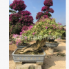 【綠化苗木】精品三角梅樁景 勒杜鵑 福建漳州三角梅基地