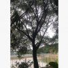 紅皮榕米徑5~80cm 全冠紅皮榕 紅皮榕袋苗 耐寒榕樹 基地直銷
