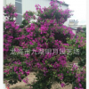 三角梅自產(chǎn)自銷 大量批發(fā)多種花色勒杜鵑 福建漳州三角梅基地