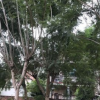 福建藍(lán)花楹 藍(lán)霧樹15~30cm 藍(lán)花楹基地 藍(lán)花楹袋苗 各種規(guī)格批發(fā)