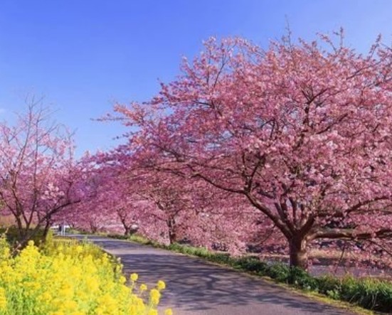 櫻花