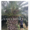 【園林綠化】精品加拿利海棗 頭徑30~80cm 桿高30~350cm基地直銷