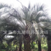 【園林綠化】布迪椰子 耐寒植物 頭徑30~40cm 桿高1~3米 基地直銷