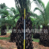 【園林綠化】精品加拿利海棗 頭徑30~80cm 桿高30~350cm基地直銷